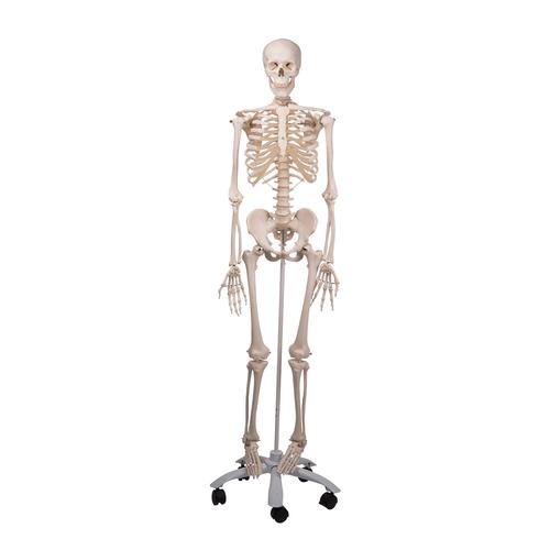 Anatomical Model Standard Skeleton