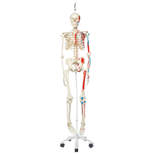 Anatomical Muscle Skeleton Max, on Hanging Stand