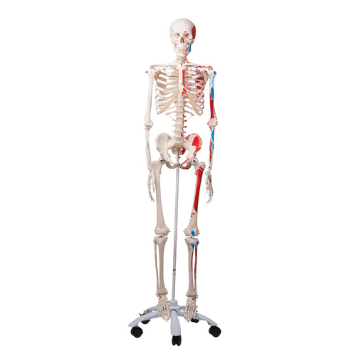 Anatomical Skeleton with Muscle Markings Model