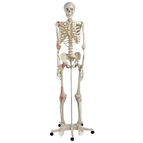 Anatomical Skeleton with Ligaments Model