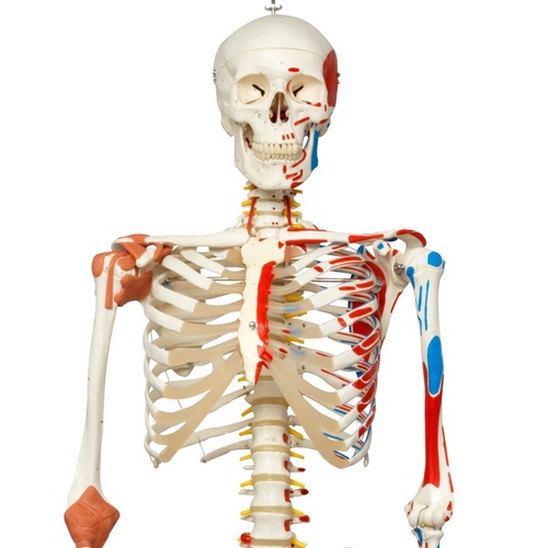 Anatomical Super Skeleton Sam, on hanging
