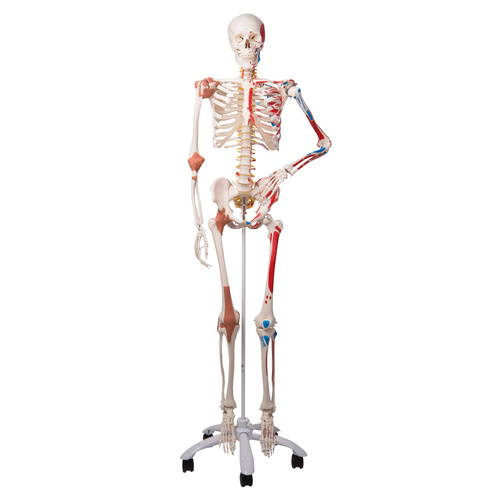 Anatomical Super Skeleton Sam - on a roller stand