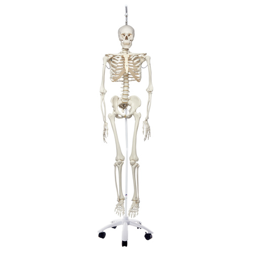 Anatomical Physiological Skeleton Phil on Hanging Stand