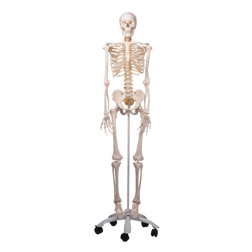 Anatomical Flexible Skeleton Model - Fred