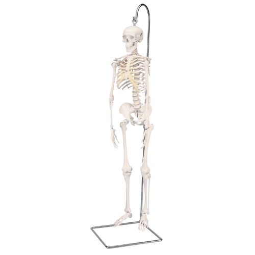 Anatomical Mini Human Skeleton on hanging stand Model