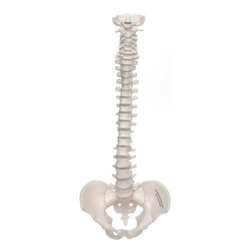 Anatomical Mini Vertebral Column, elastic Model