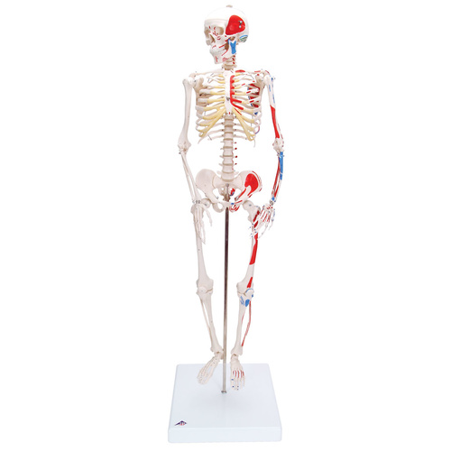 Anatomical Mini Skeleton with Painted Muscles on Base