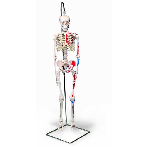Anatomical Mini Skeleton w.painted muscles Model