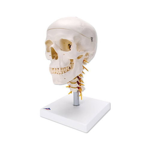 Anatomical Skull on Cervical Spine Model