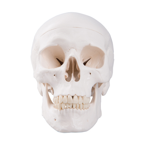 Anatomical Classic Human Skull Model 3-part
