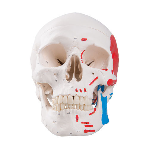Anatomical Model- Classic Human Skull Model, painted, 3 part