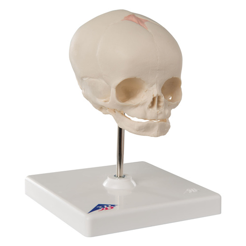 Anatomical Model- Foetal Skull Model, natural cast, 30th week of pregnancy, on stand