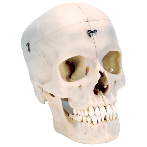 Anatomical Model- BONElike Human Bony Skull Model, 6 part