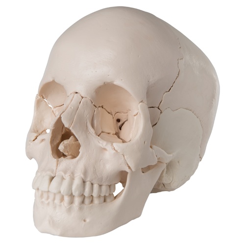  Anatomical Beauchene Adult Human Skull Model