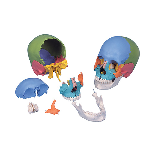 Anatomical Skull Kit - Didactic Model