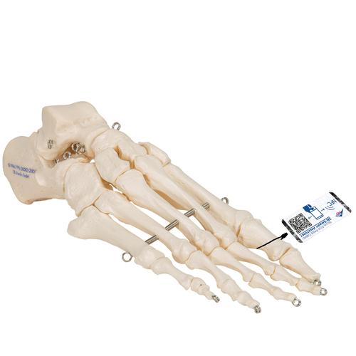 Anatomical Models of Foot Skeleton with Wire Mounted