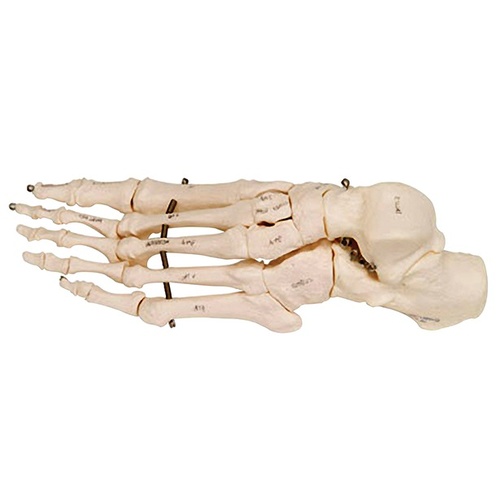 Anatomical Models of Foot Skeleton with Wire Mounted