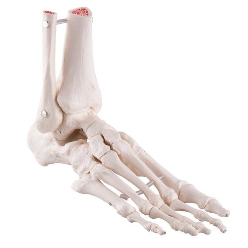 Anatomical Models of Foot Skeleton part Tibia and Fibula - Elastic Mounting Model