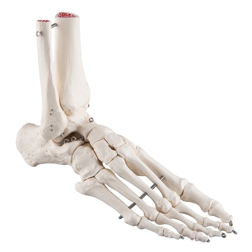 Anatomical Foot Skeleton with Part Tibia and Fibula