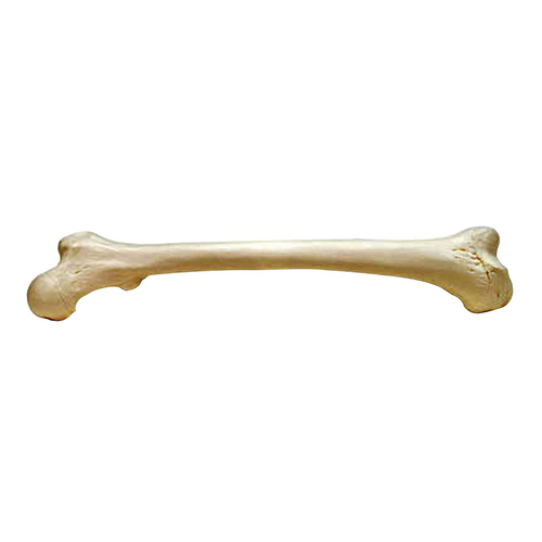 Anatomical Models of Femur
