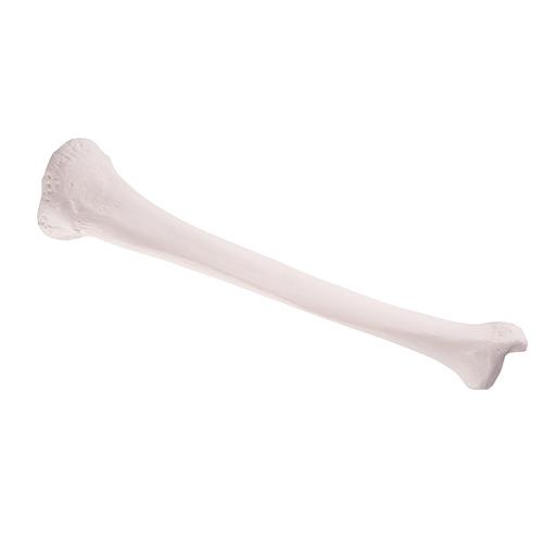 Anatomical Model- Tibia