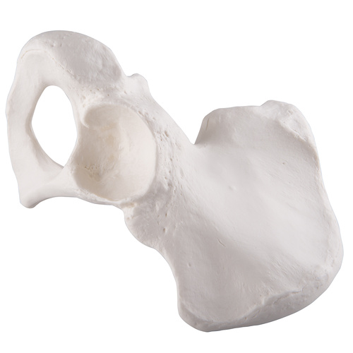 Anatomical Model- Hip Bone