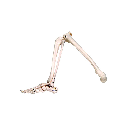 Anatomical Model - Skeleton of Leg with Foot