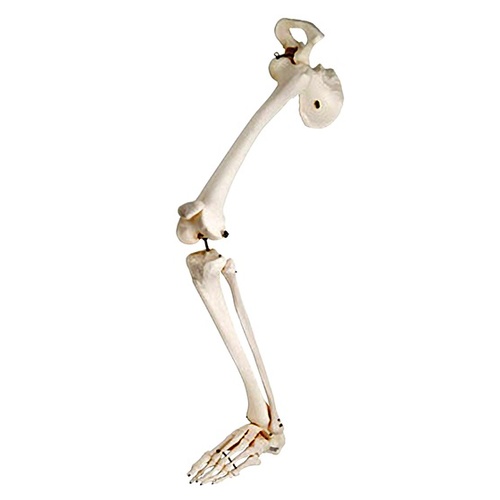 Anatomical Leg Skeleton with Hip Bone - Wire Mounting Model