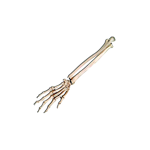 Anatomical Models about Hand Skeleton with Lower Arm - Elastic Mounting
