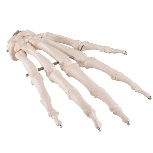 Anatomical Models about Hand Skeleton with Wire Mounting