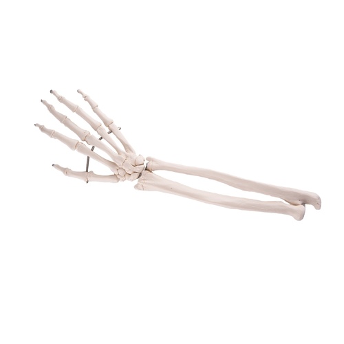 Anatomical Hand Skeleton Model with Lower Arm Wire Mounting