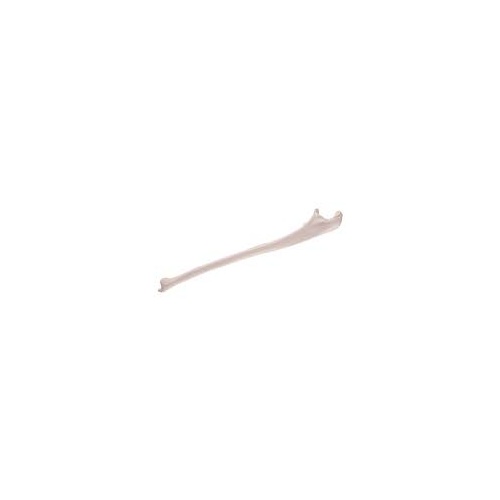 Anatomical Model- Ulna