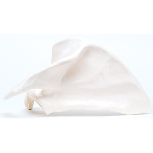 Anatomical Model- Scapula