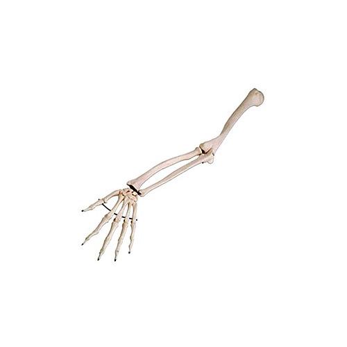Anatomical Arm Skeleton Model