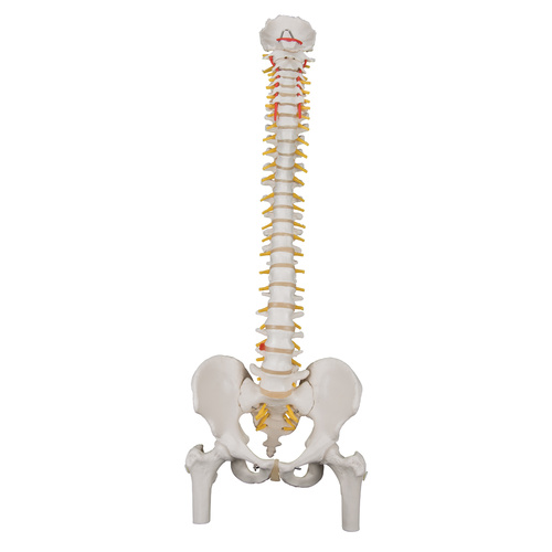 Anatomical Classic Flexible Spine Model with Femur Heads
