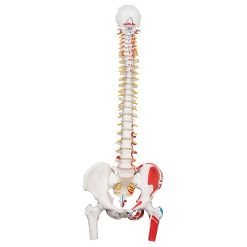 Anatomical Model- Classic Flexible Spine Model with Femur Heads and Painted Muscles