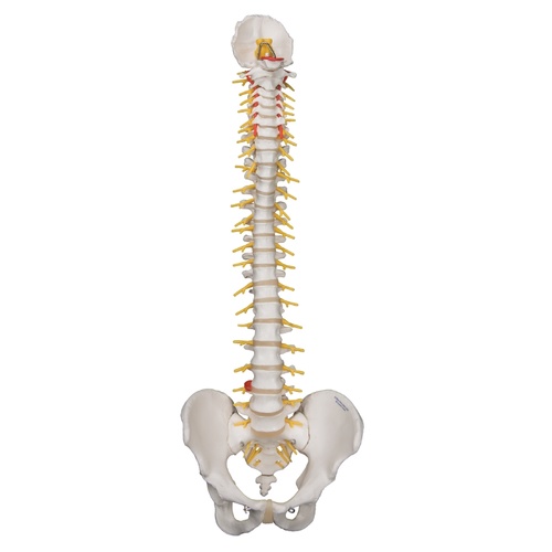 Anatomical Model of Deluxe Flexible Spine