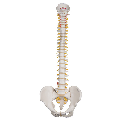 Anatomical Model- Highly Flexible Spine Model