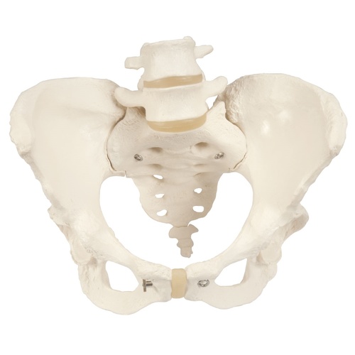 Anatomical Model of Female Pelvic Skeleton