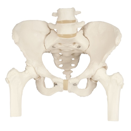 Female Pelvic Skeleton Model with Moveable Femur Heads