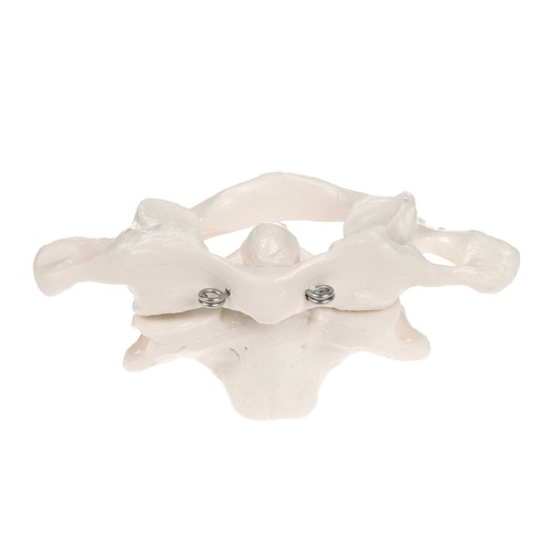 Anatomical Model- Atlas and Axis, no stand