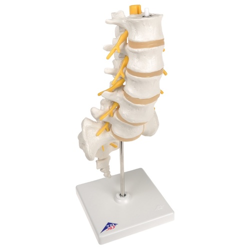 Anatomical Lumbar Spinal Column model