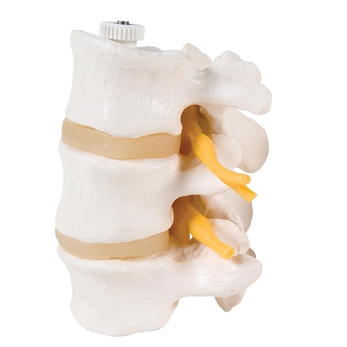 Anatomical Models of 3 Lumbar Vertebrae Flexibly Mounted