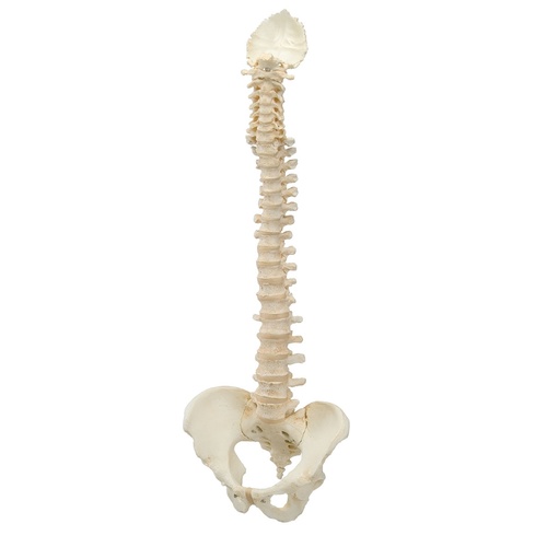 Anatomical Model- BONElike Vertebral Column Model