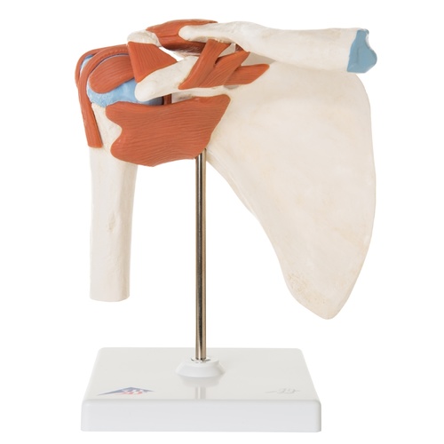 Anatomical Models for Deluxe Functional Shoulder Joint 