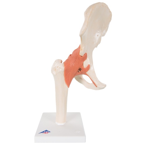 Anatomical Models of Deluxe Hip Joint 