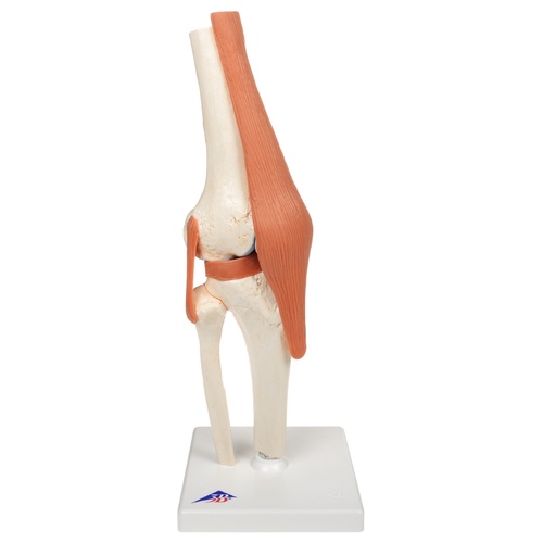 Anatomical Models for Deluxe Knee Joint 