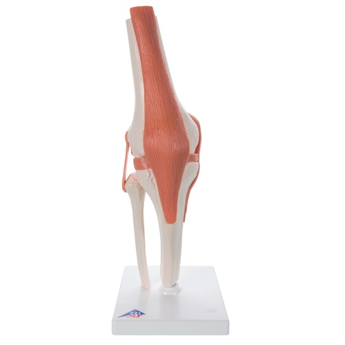 Anatomical Knee Joint Model