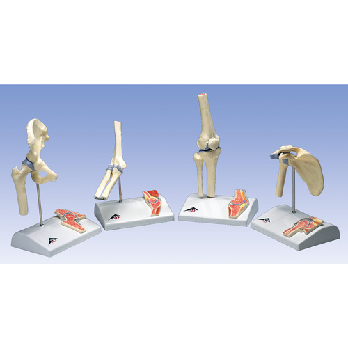 Anatomical Model- Mini Hip Joint