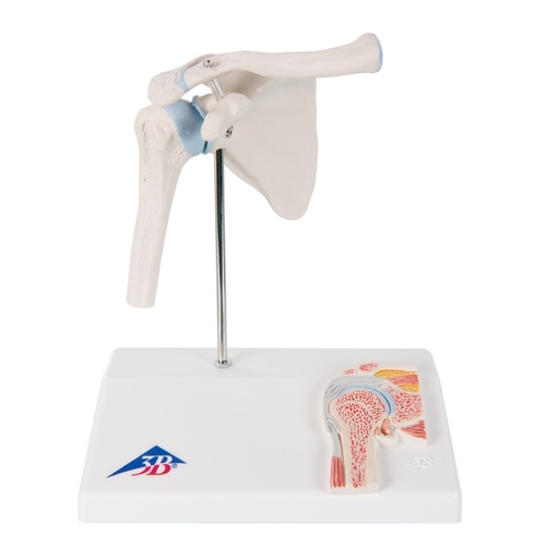 Anatomical Mini Shoulder Joint with Cross-section Model